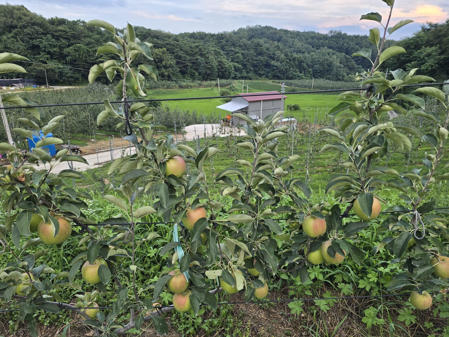 평화농장 사과밭